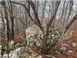 Suhi vrh (Učka)