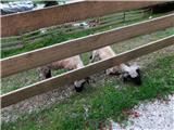 Dom v Kamniški Bistrici - Cojzova koča na Kokrskem sedlu