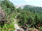 Soča - Vrh Ruš