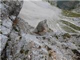 Zadnja Trenta (Flori) - Bavški Grintavec