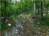 Bevški vrh - Veliki Modrasovec