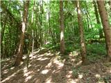Jesenovo - Črni vrh (Čemšeniška planina)