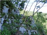 Žaga - Gulj