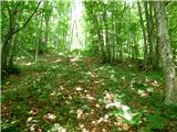 Jesenovo - Črni vrh (Čemšeniška planina)