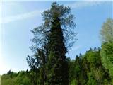 Breg - Sveti Lovrenc (nad vasjo Okroglice)