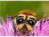Frajer -  Trichius fasciatus