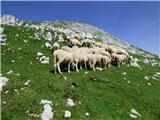 Planina Zapleč - Krn