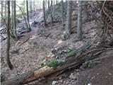 Log - Črni vrh
