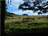 Oberfresen (Brendlwald) - Ochsenstein (Golica / Koralpe)