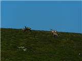 Oberfresen (Brendlwald) - Kleiner Speikkogel (Golica / Koralpe)