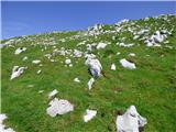 Planina Zapleč - Krn