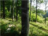 Polomova rajda - Veliki Modrasovec