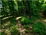 Žejno (Foto Ivanšek) - Sveti Vid (Šentviška gora)