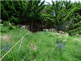 Jesenovo - Črni vrh (Čemšeniška planina)