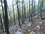Tam na Meji - Brinica