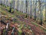 Odcep s ceste na Jelovo Rujo - Visočica