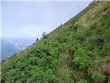 Planina Zapleč - Kal (greben Krnčice)