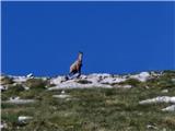 Jelova Ruja - Veliki Stolac