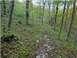 Jelova Ruja - Veliki Stolac