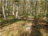 Jelova Ruja - Veliki Stolac