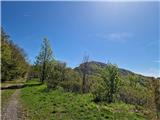 Jelova Ruja - Panos