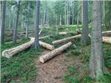 Niederalpl Ort - Hohe Veitsch