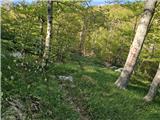 Jelova Ruja - Veliki Stolac