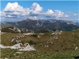 Jelova Ruja - Veliki Stolac