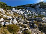 Robanov kot - Veliki vrh (Veža)
