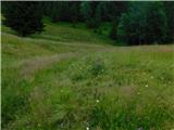 Javorje (Mala Črna) - Smrekovec