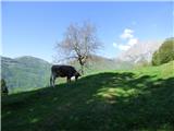 Planina Polog - Žlejžn