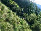 Strme trave