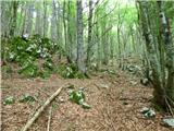 Kal-Koritnica - Lipnik (nad Lepeno)