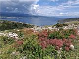 Cvetoči ruj in razgledi