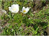 2025.06.04.36 alpski kosmatinec
