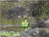 Ob tej vodi povsod raste kalužnica -močvarska kaljužnica -Caltha palustris