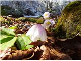 2025.02.04.119 cvetje vabi