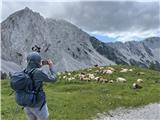Tudi kravice na Mačenski planini so se skrivale pred vetrom.