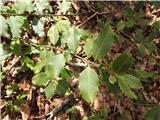 Na samem Stožcu je polno tega nizkega bodičastega grmička -samo hrvaško ime imam -božekovina -Ilex aquifolium