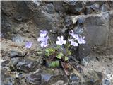 Gozdna vijolica -šumska ljubica-Viola reicenbachiana.Ta vijolica ima izredno svetlo obarvan cvet, 
