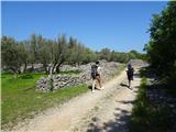 Camino Krk in že smo na poti med oljkami