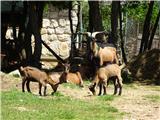 Camino Krk na poti srečamo nekaj pohodnikov in nekaj domačinov