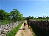Camino Krk in potem gremo dalje v hrib