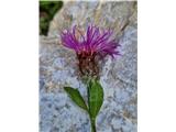 Ta glavinec bo kar navadni-Centaurea jacea subsp. jacea.