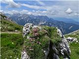 proti Mojstrovkam, Poncam,  a še bolj pritegne pogled na rožice