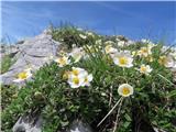 2024.06.14.149 alpska velesa