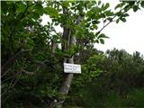 Predelske glave 1618 m (Cima Predil) in Vrh Laštanovca 1660 m nekdo je tu ustvaril spominsko pot