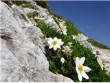 2024.06.29.131 alpska velesa