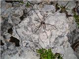 ...pošasti.(Alpski velikanček z zajedalskima pršicama. Suhe južine so zelo družabni in nežni pajki. Z malo sreče jih lahko opzujete, kako se nežno držijo s konicami tipalk.)
