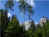 pogled kvišku